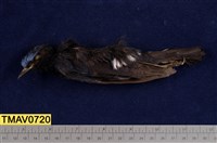 藏品(白尾鴝)的圖片